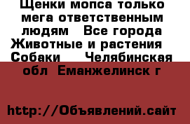 Щенки мопса только мега-ответственным людям - Все города Животные и растения » Собаки   . Челябинская обл.,Еманжелинск г.